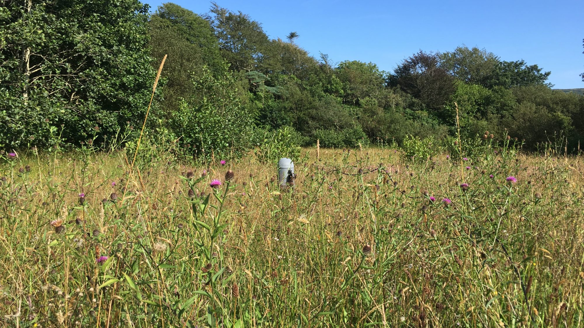 Songs of Summer Sound Installation by Chris Watson • Magazine • Kings