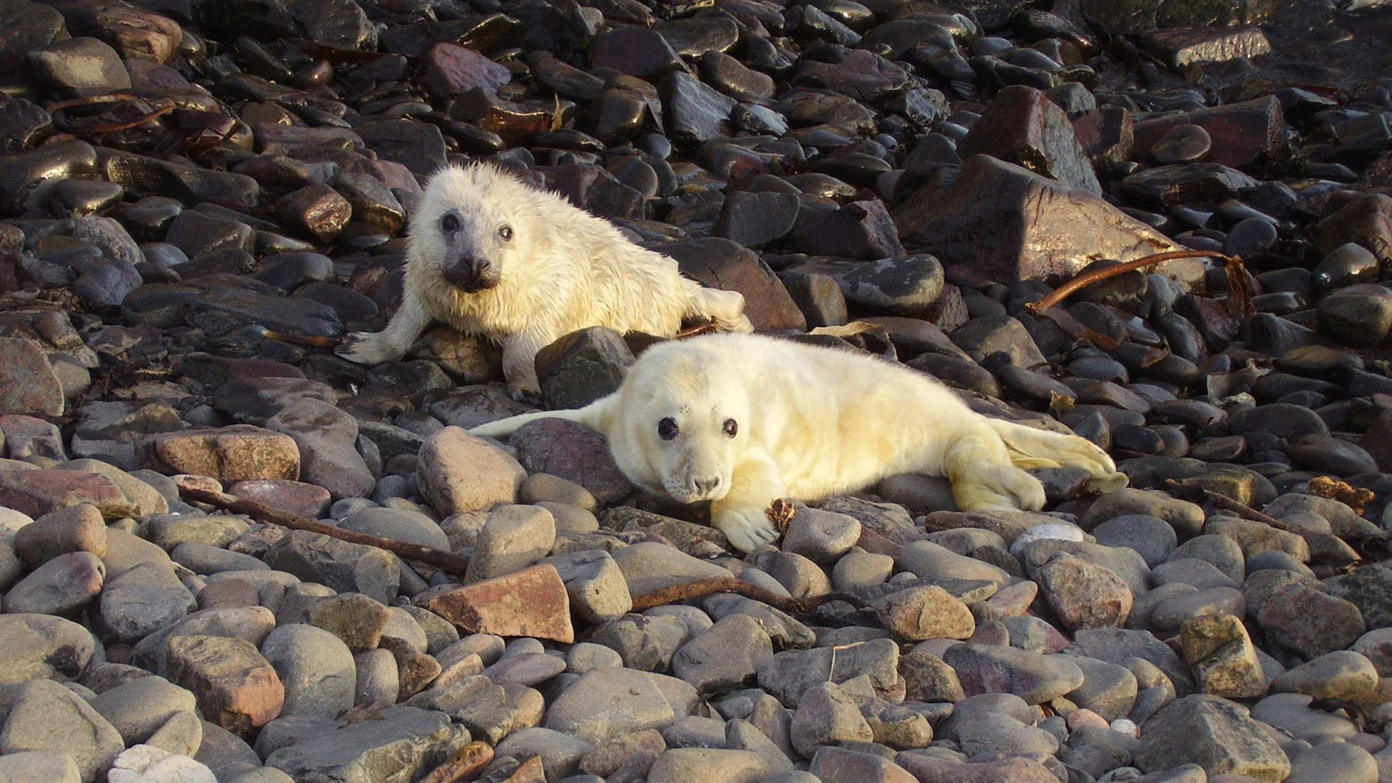 Staple Sounds Sound Installation by Chris Watson • Magazine • Kings Place